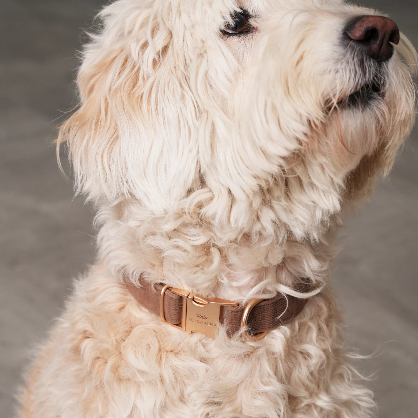 Personalisiertes Hundehalsband "Wunschmotiv"