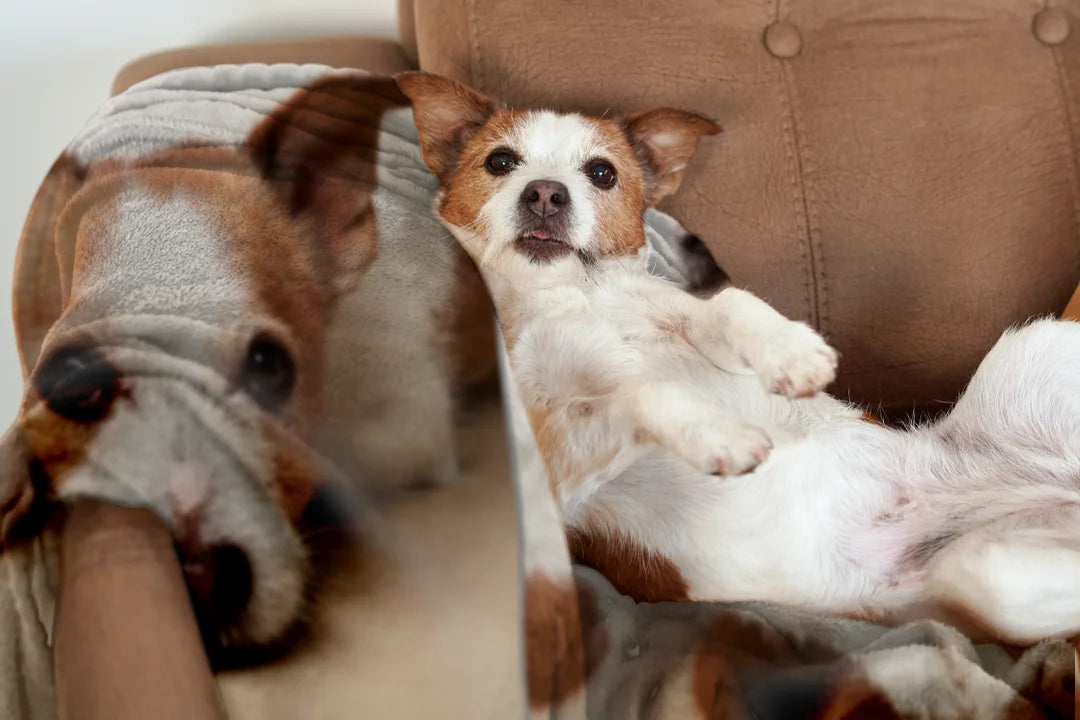 Personalisierte Geschenke für Haustierliebhaber - hey balu