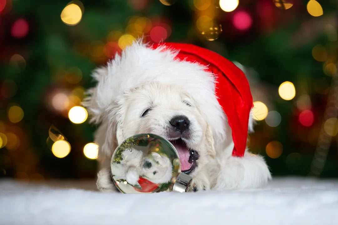 Personalisierte Geschenke für Haustierliebhaber - hey balu