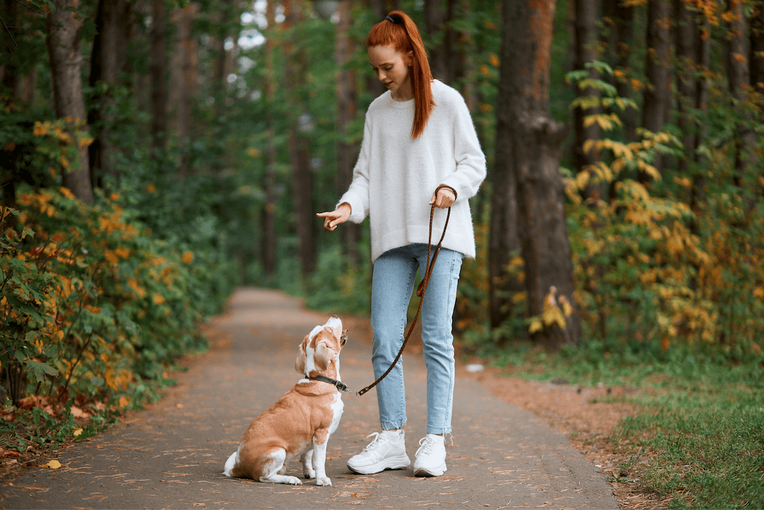 Die richtige Erziehung von Hunden